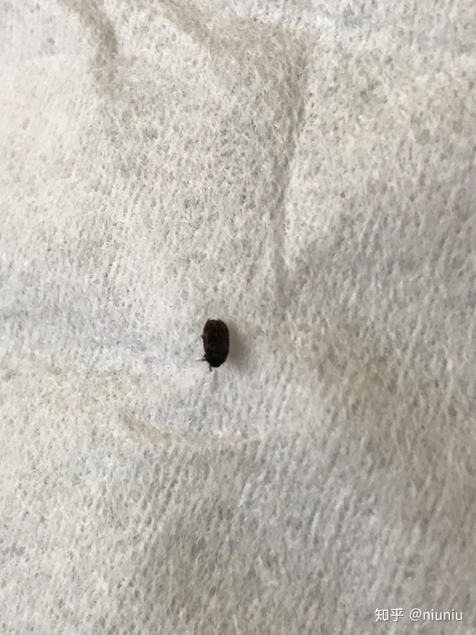 家里发现芝麻大小黑褐色硬壳虫子不知道什么虫子