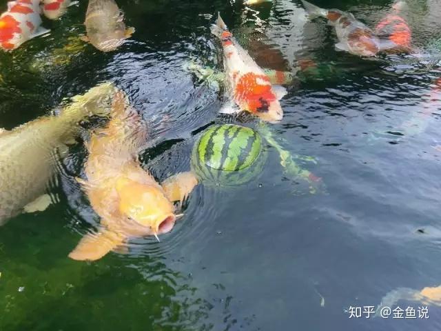 金魚能吃西瓜嗎