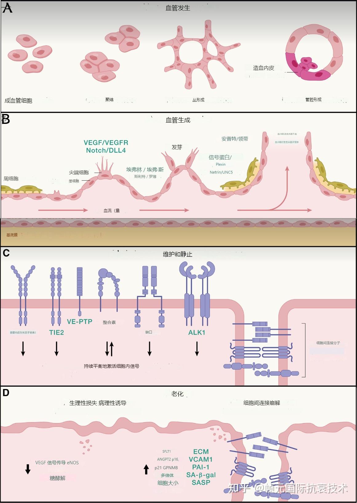 血管内皮:对健康老龄化的重要性,科学家提议为抗衰老的关键靶点 - 知乎