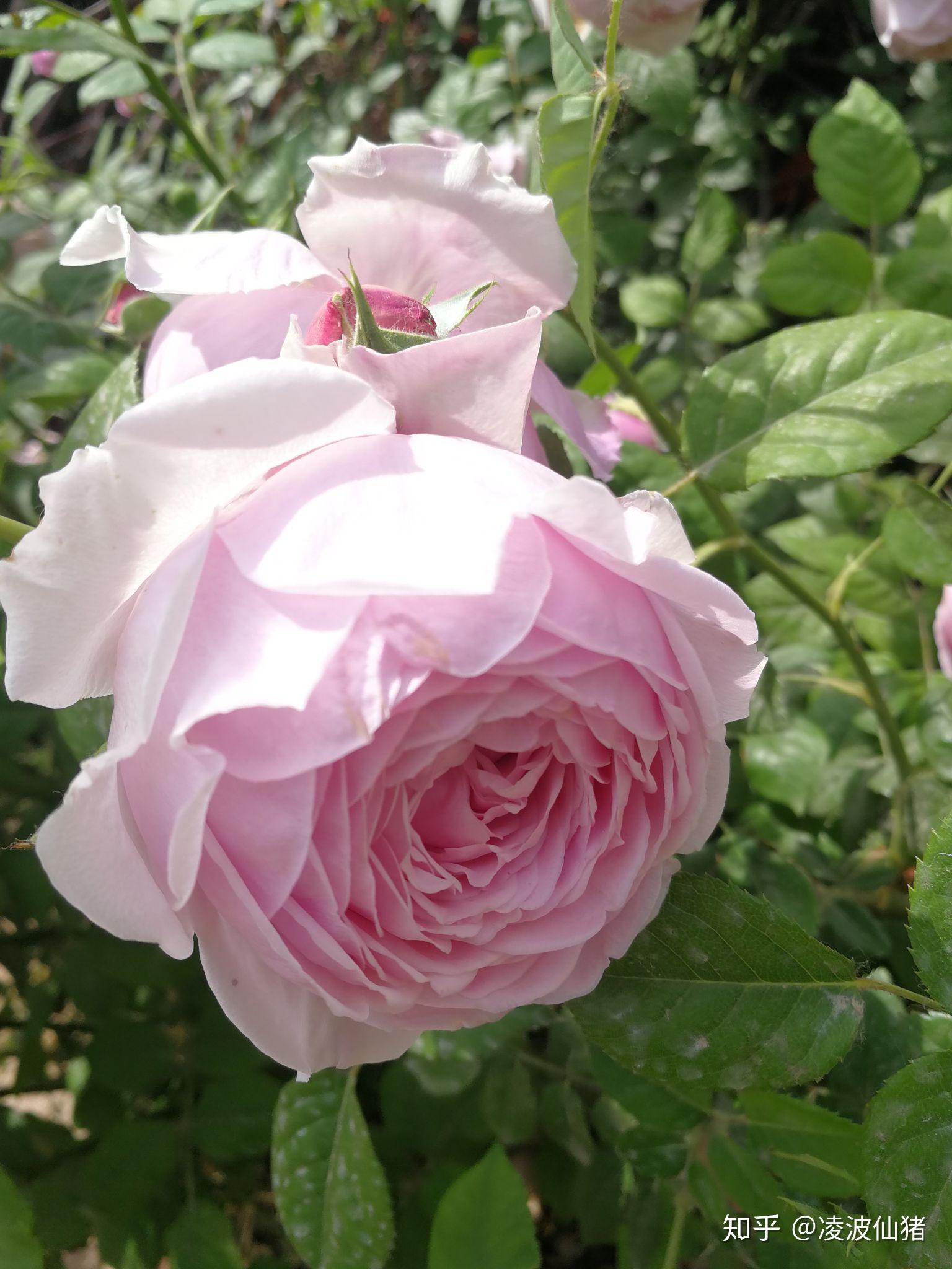 有什么好看且好养的月季花品种地标北京