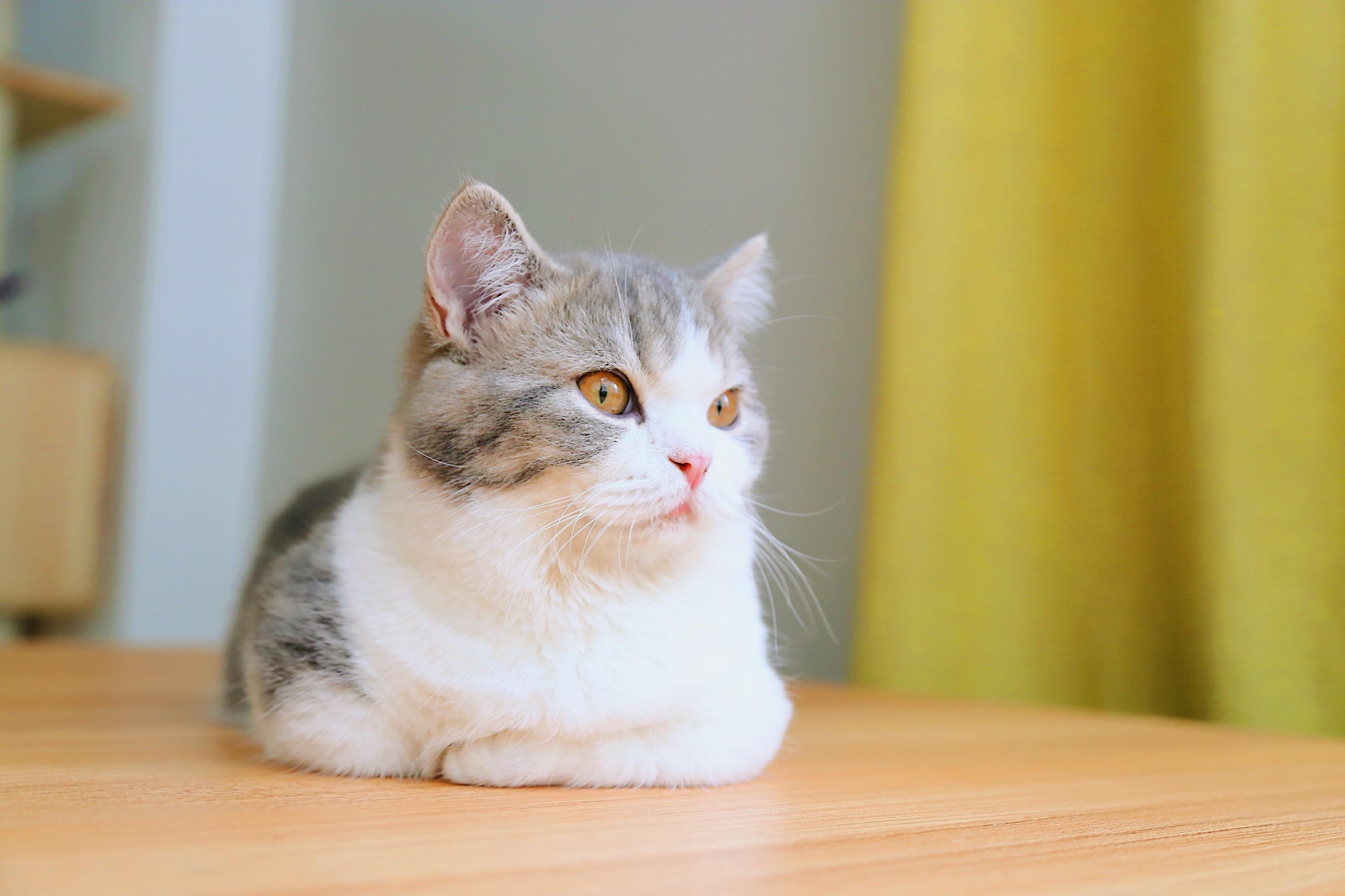 养曼赤肯曼基康小短腿猫是怎样一种体验