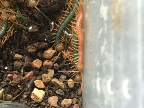 请问有人见过纯金色的蜈蚣嘛