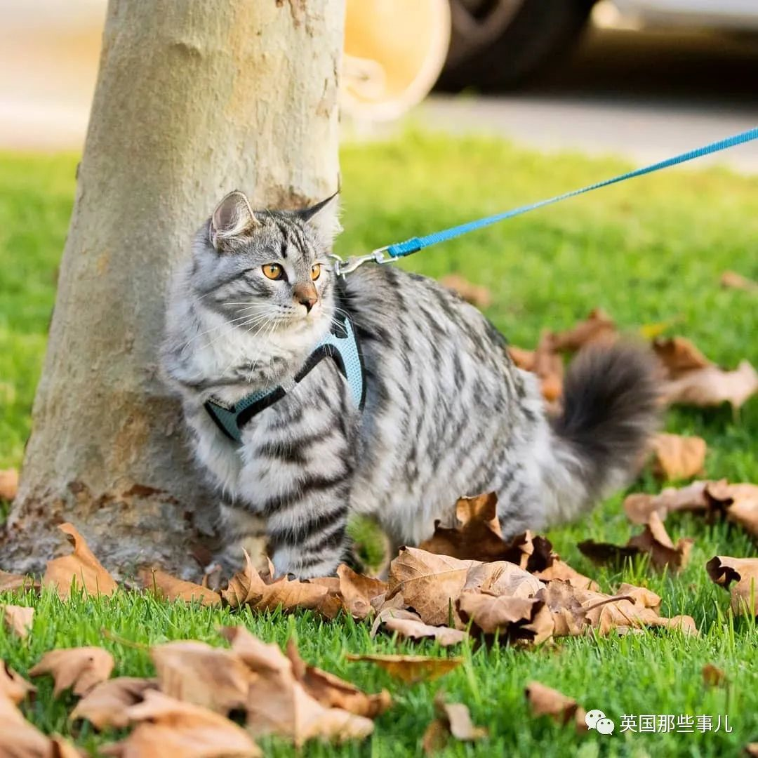 尾巴像松鼠的猫图片