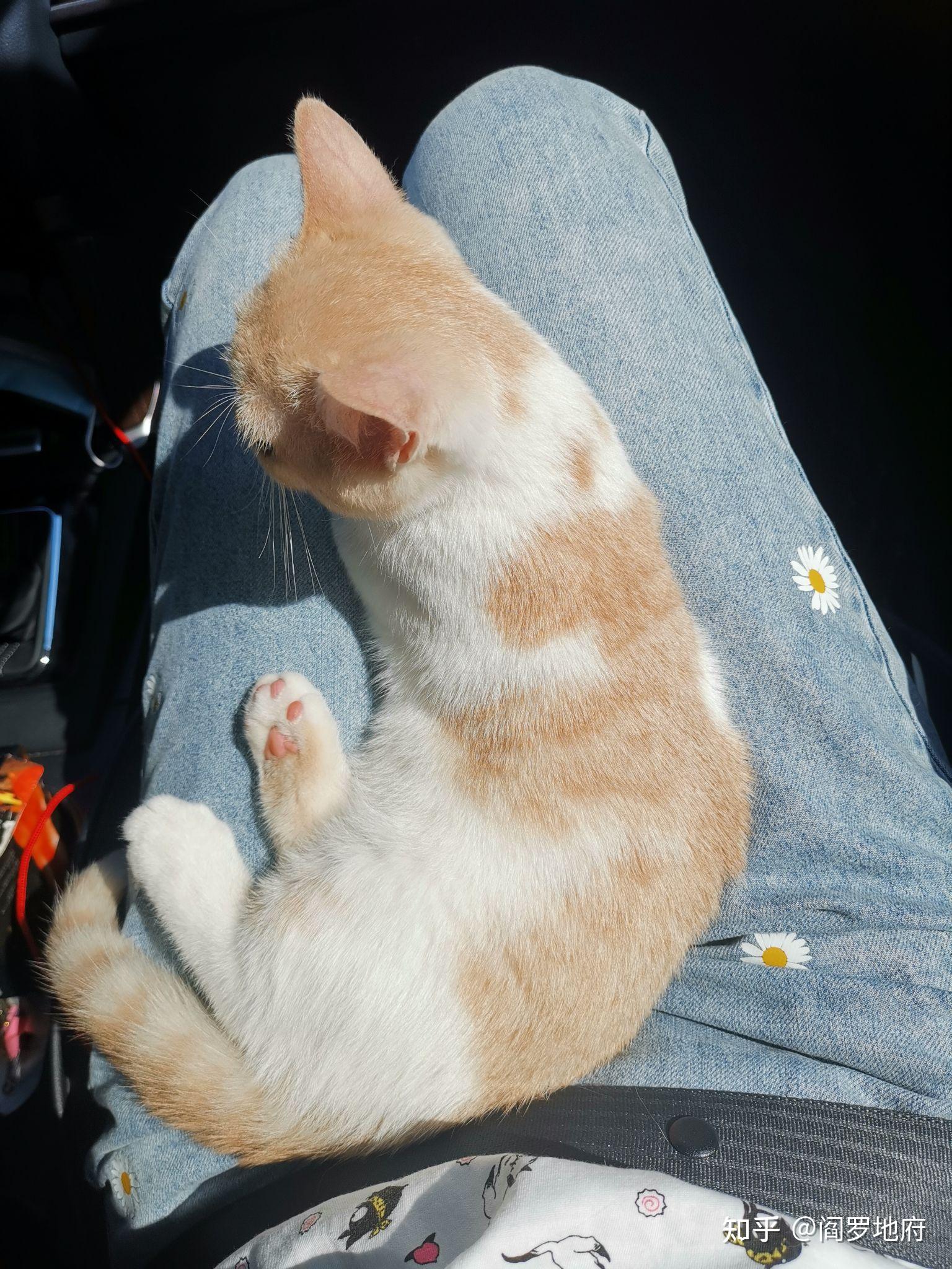 养猫把猫到底是当做亲人来看待,还是物品来看待?