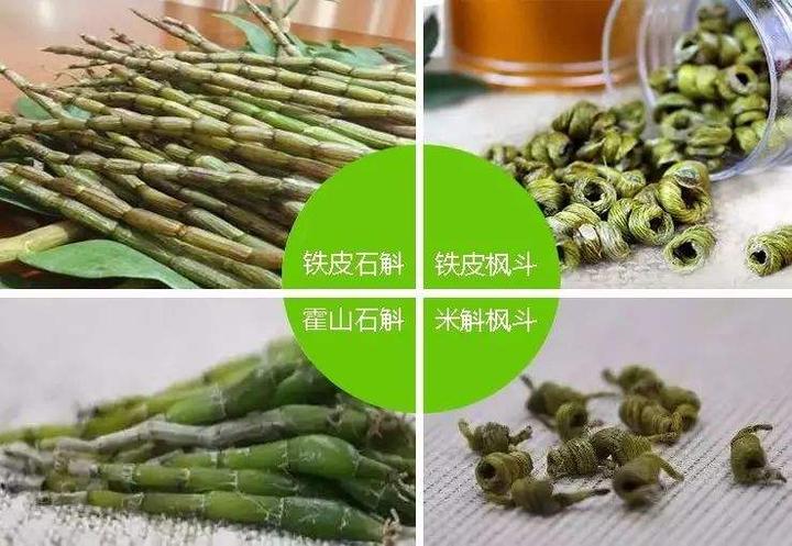 米斛和铁皮石斛有什么区别?怎么区分? - 知乎