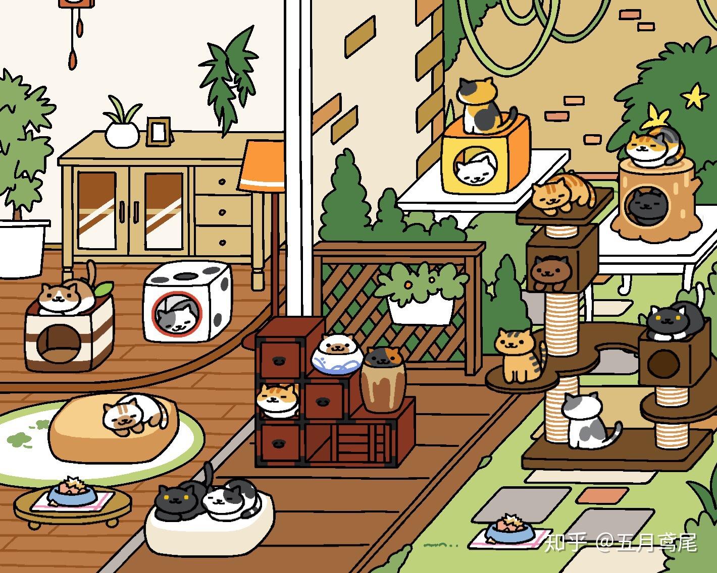 猫咪后院屋子如何进猫?