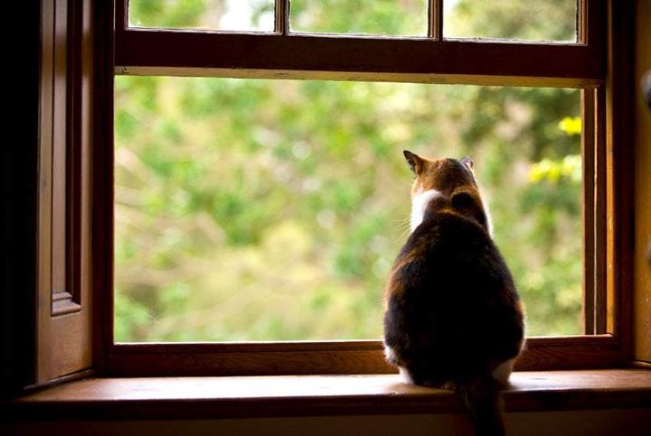 猫咪爬窗户的原因!