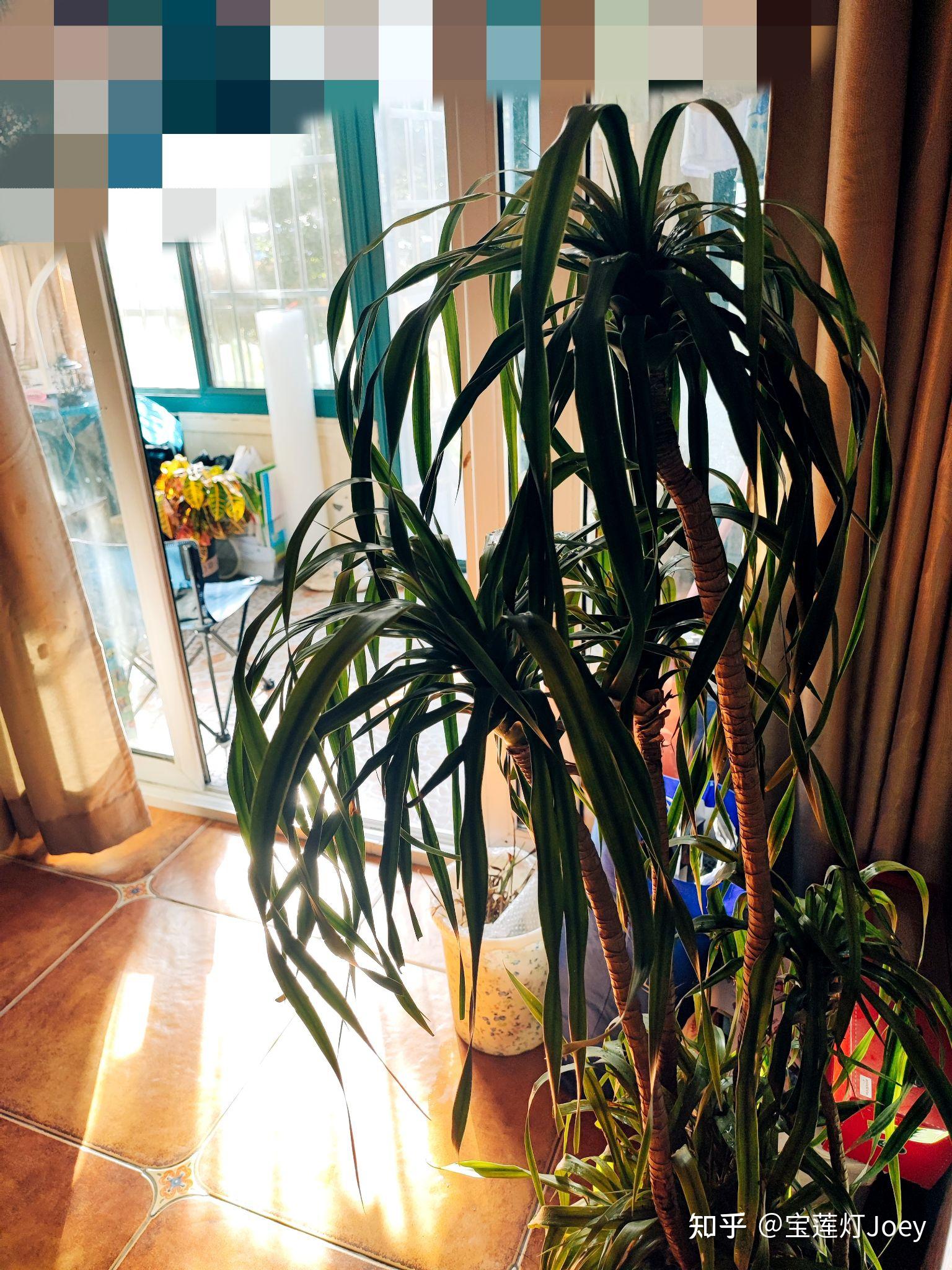 3-7:桃源派广场,变色木室内过冬,迷你口袋公园先睹为快,龙血树搬入