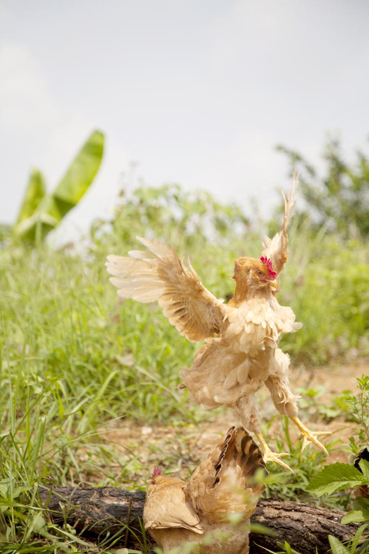 什么是正宗的龙门三黄胡须鸡?