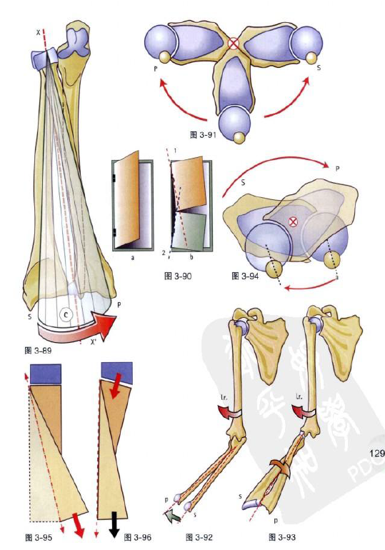 前臂旋這個運動具體都有哪些關節和肌肉參與