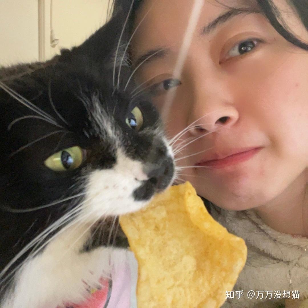 为什么说猫是液体的？