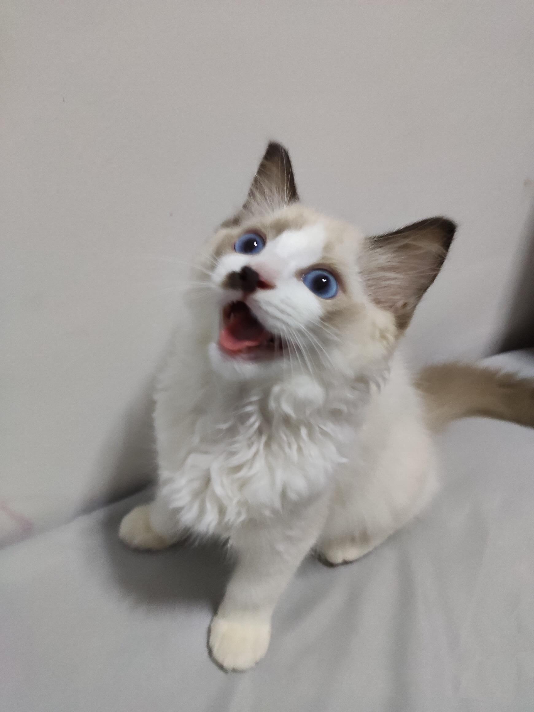 布偶猫能丑到什么程度? - 知乎