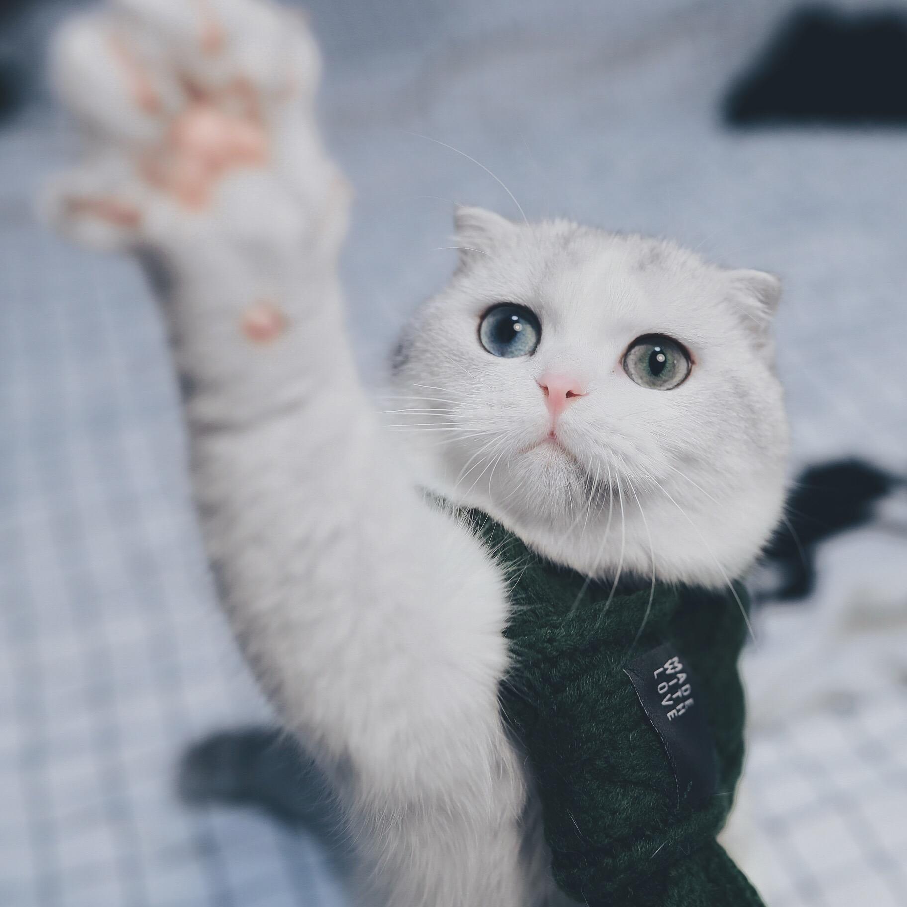 养猫的大家,你们的猫咪都叫什么名字?性格怎样?猫如其名吗? - 知乎