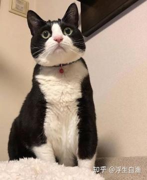 中华田园猫5大猫：狸花猫、奶牛猫、橘猫、黑猫、三花猫- 知乎