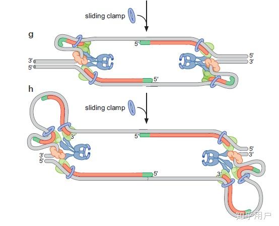 dna复制时,复制泡是如何从复制起点向两端形成的? - 知乎