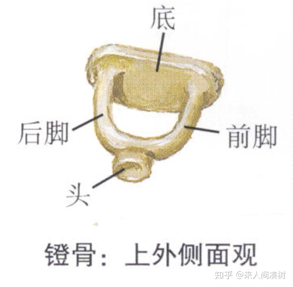 听力知识,医学上的听骨链是怎么样的? - 知乎