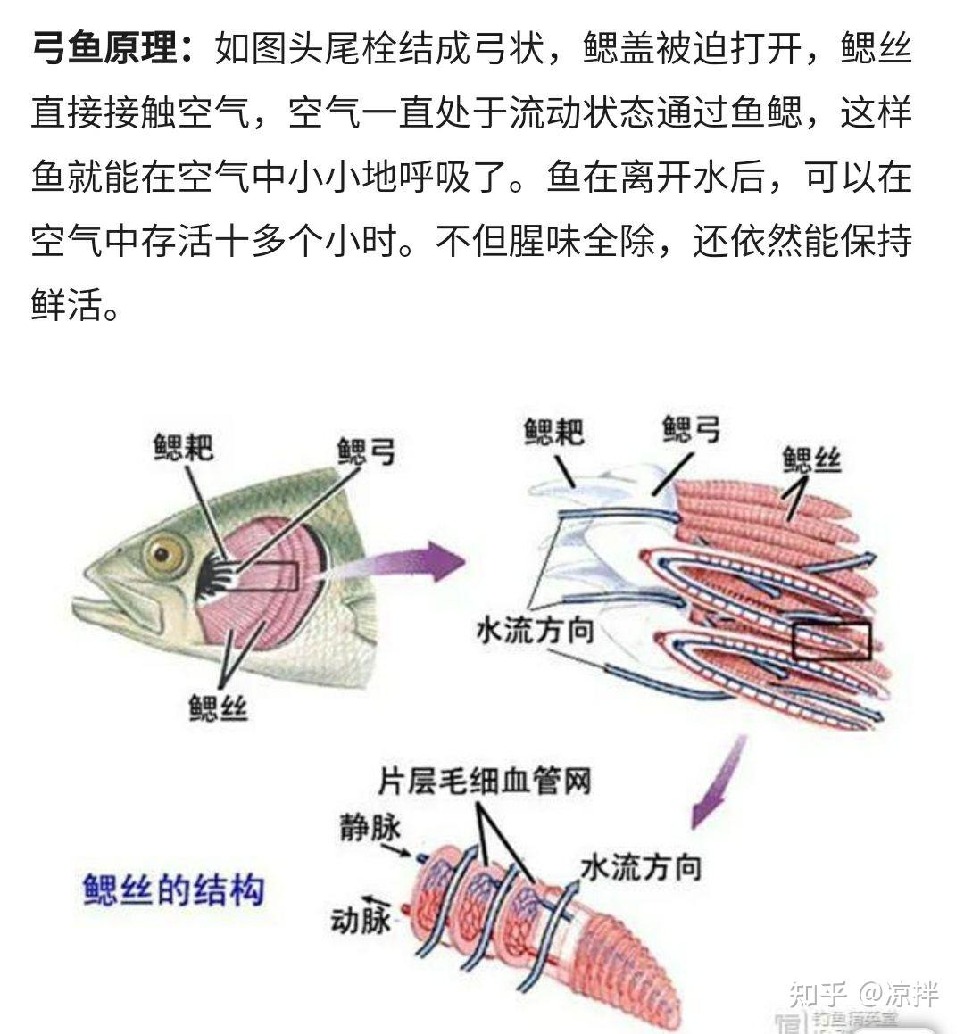 三个小时路程活鱼怎么存放?