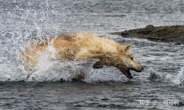 如果将 20 只狼和 500 只鹿放进同一孤岛，最后谁能活下来？