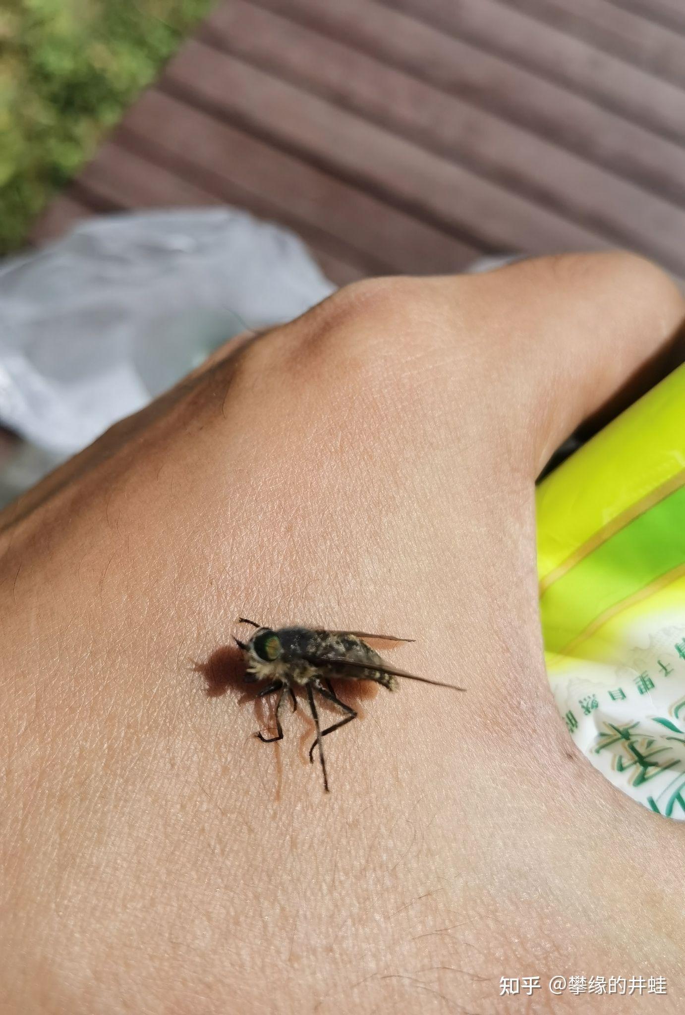 牛虻不是苍蝇吗。为什么会有窝 知乎 