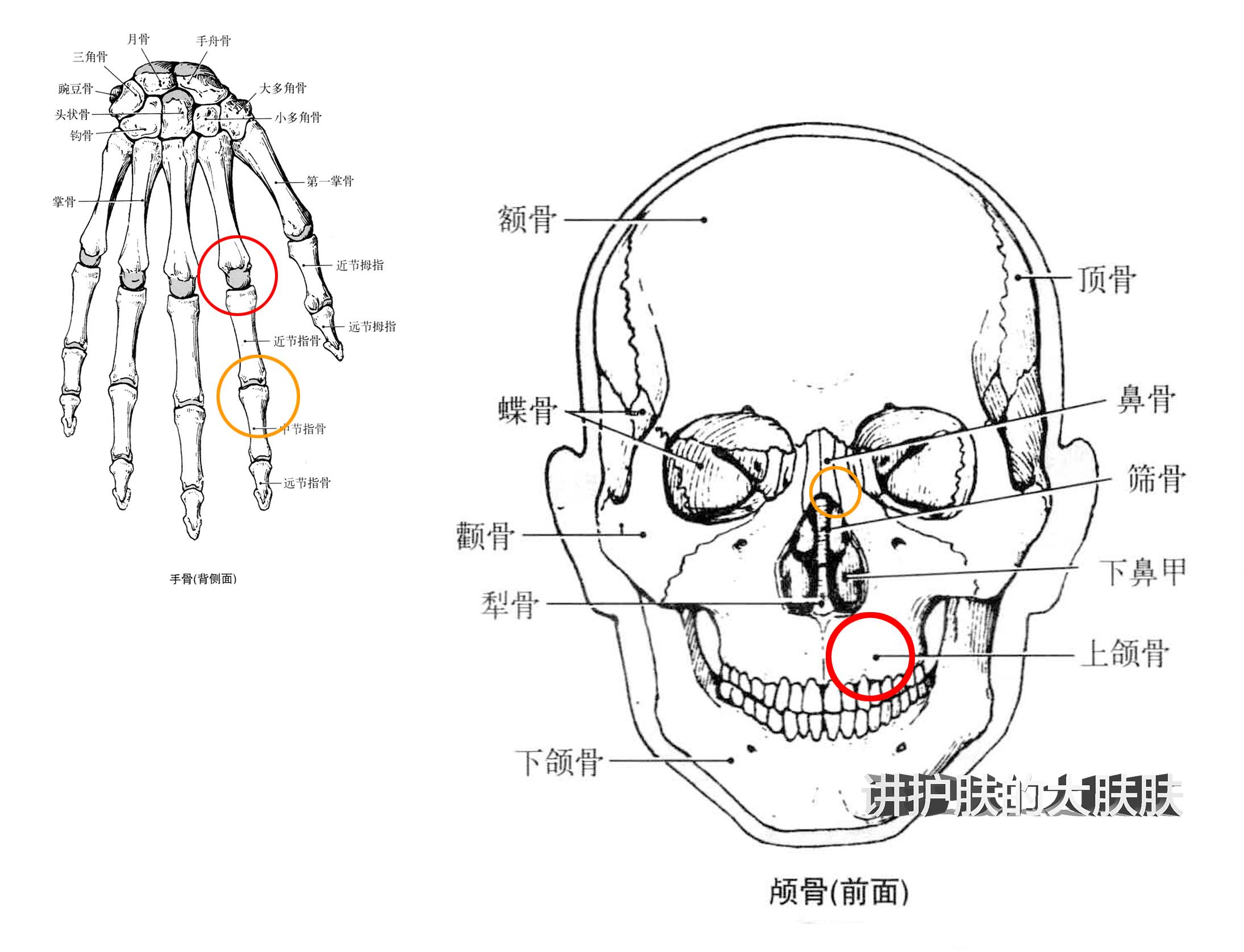 图2-1-8 鼻咽正中矢状切面-基础医学-医学