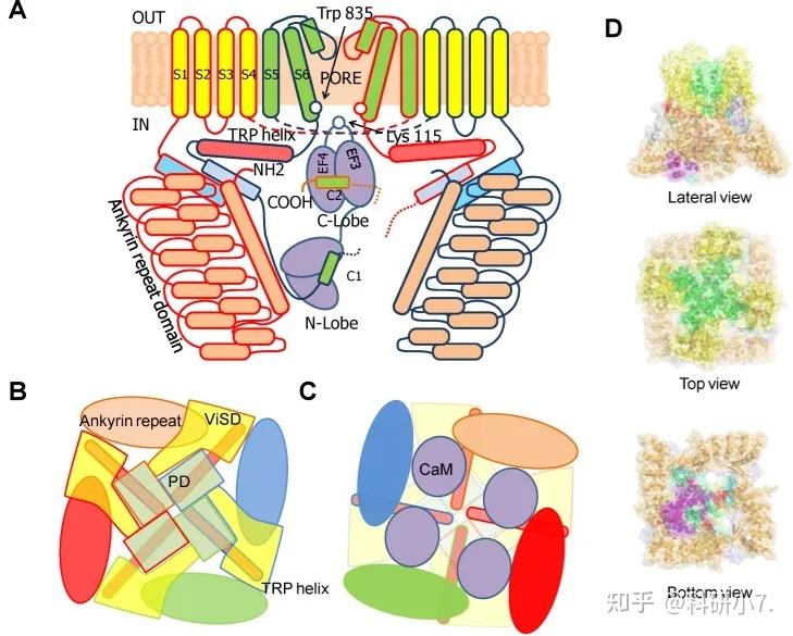 国自然热点 | 关于钙离子通道在疾病发展多种研究创新点 - 知乎
