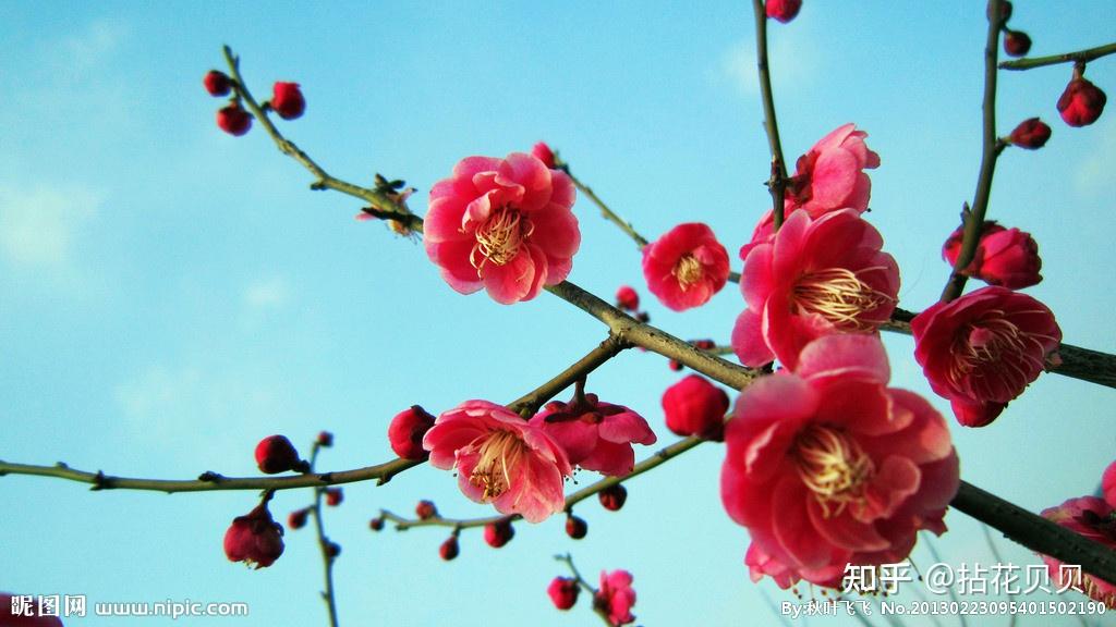 识花 | 中国国花里的文化 - 知乎