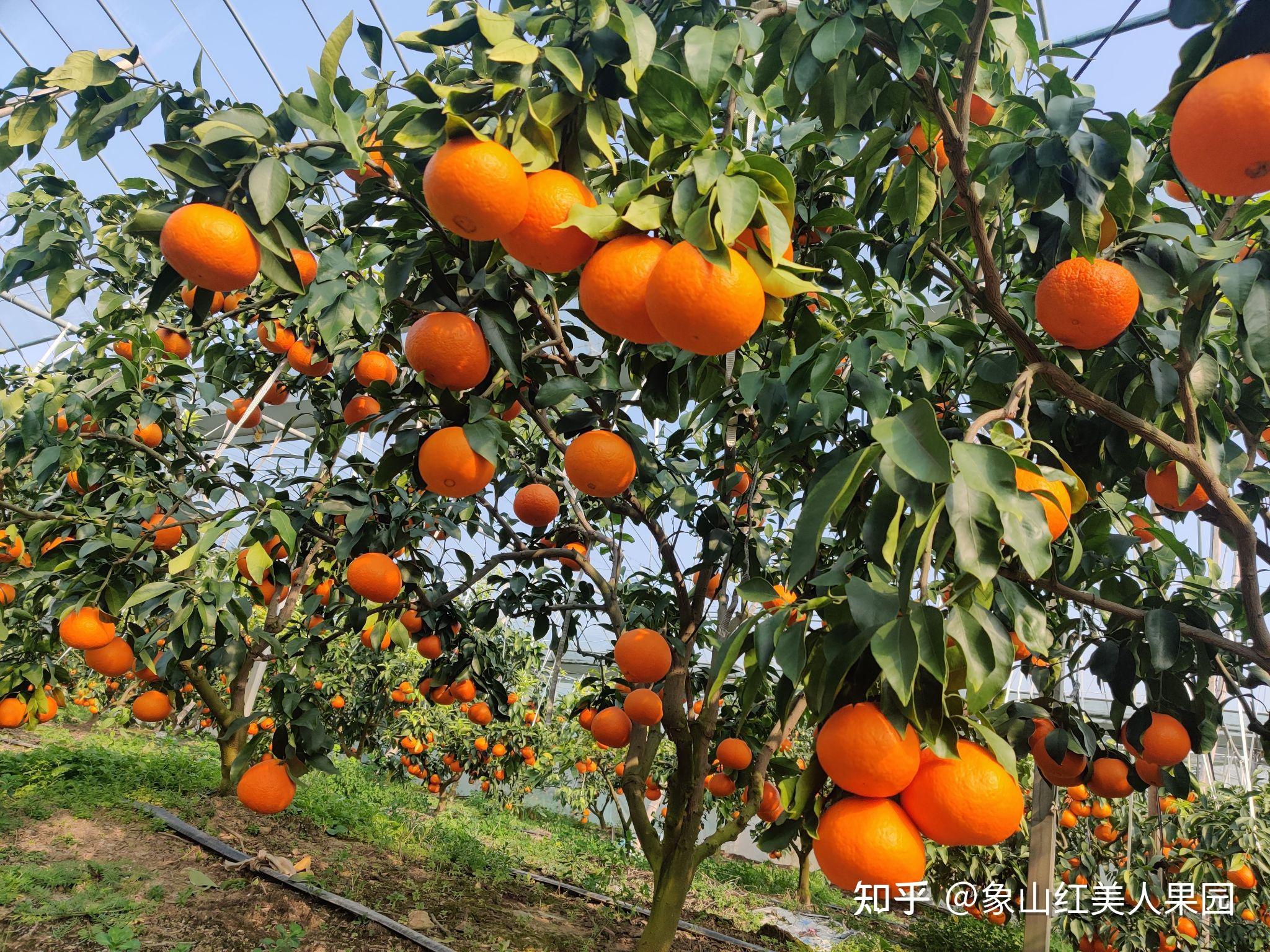 象山红美人为什么一直卖的那么贵