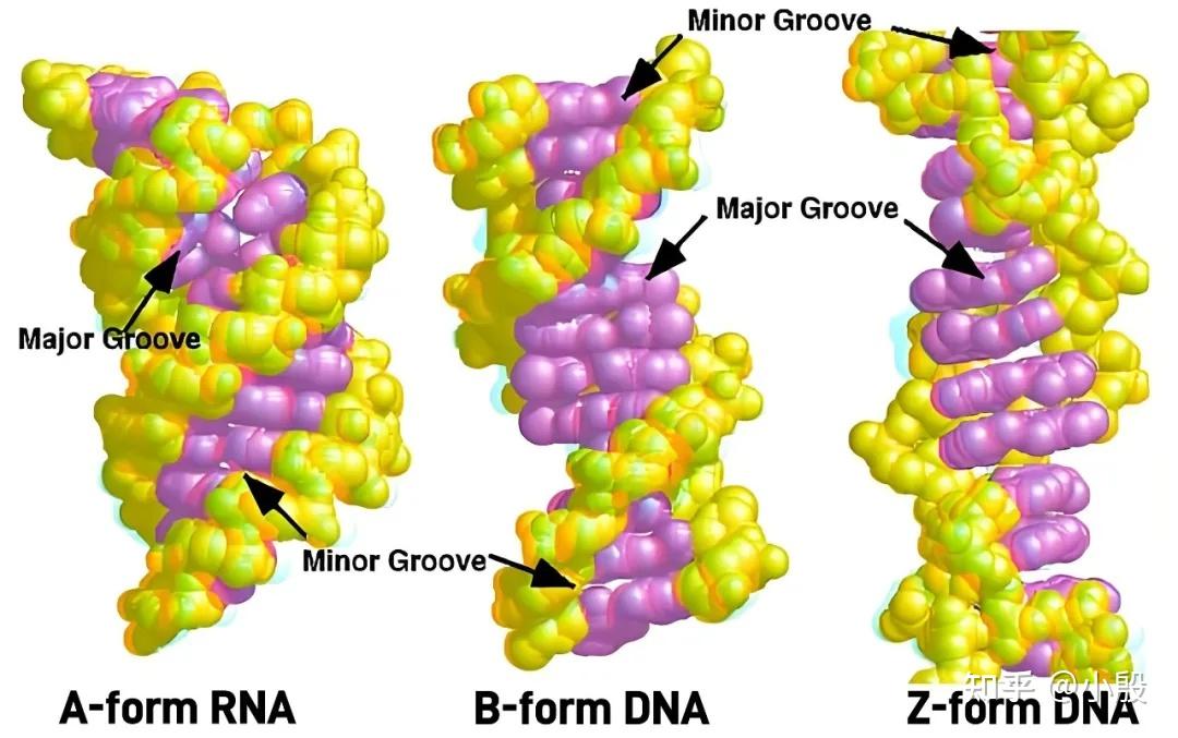 DNA与RNA:遗传信息的守护者与传递者 - 知乎