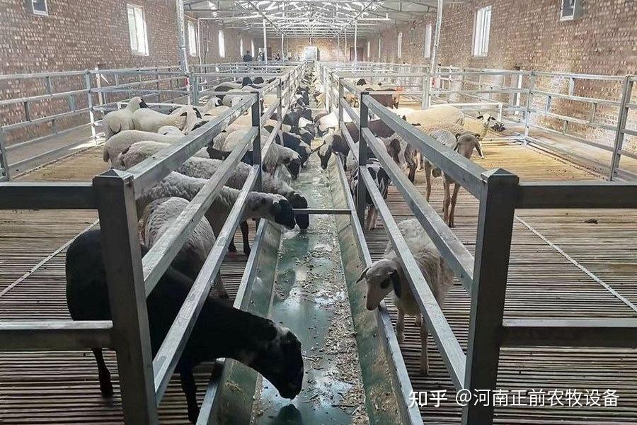 新手养羊需要注意什么问题? - 知乎