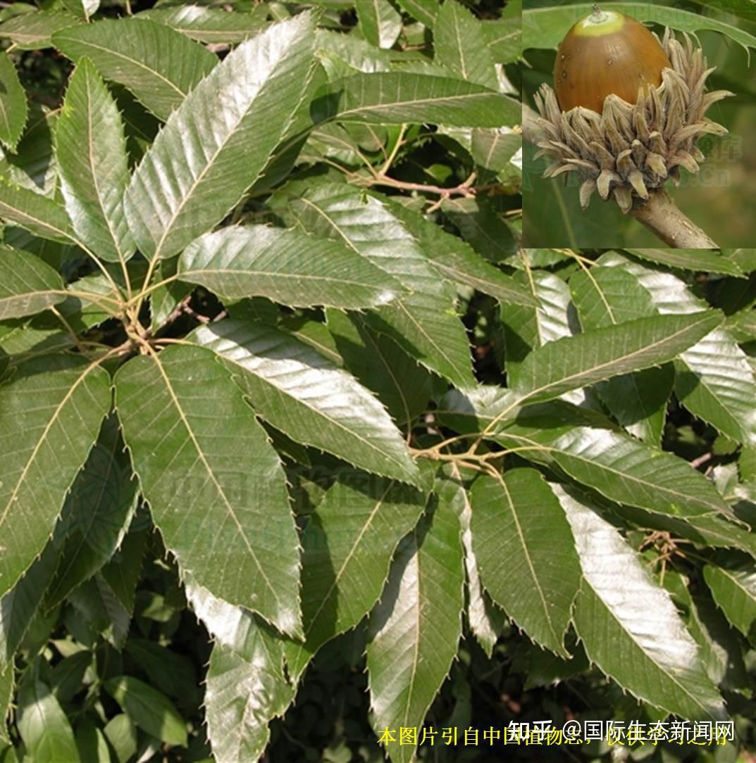 华南植物园利用生态基因组学方法预测森林树种应对气候变化的响应 - 知乎