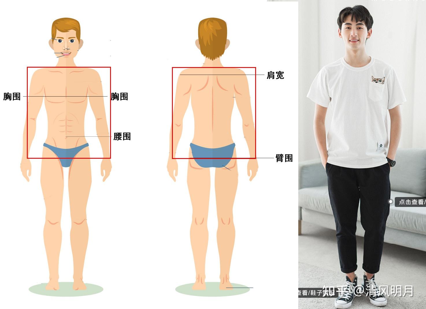 t恤长度最好位置图解图片