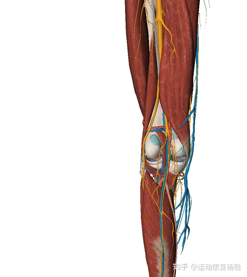 膝关节后面的窝窝里面的筋疼是什么毛病