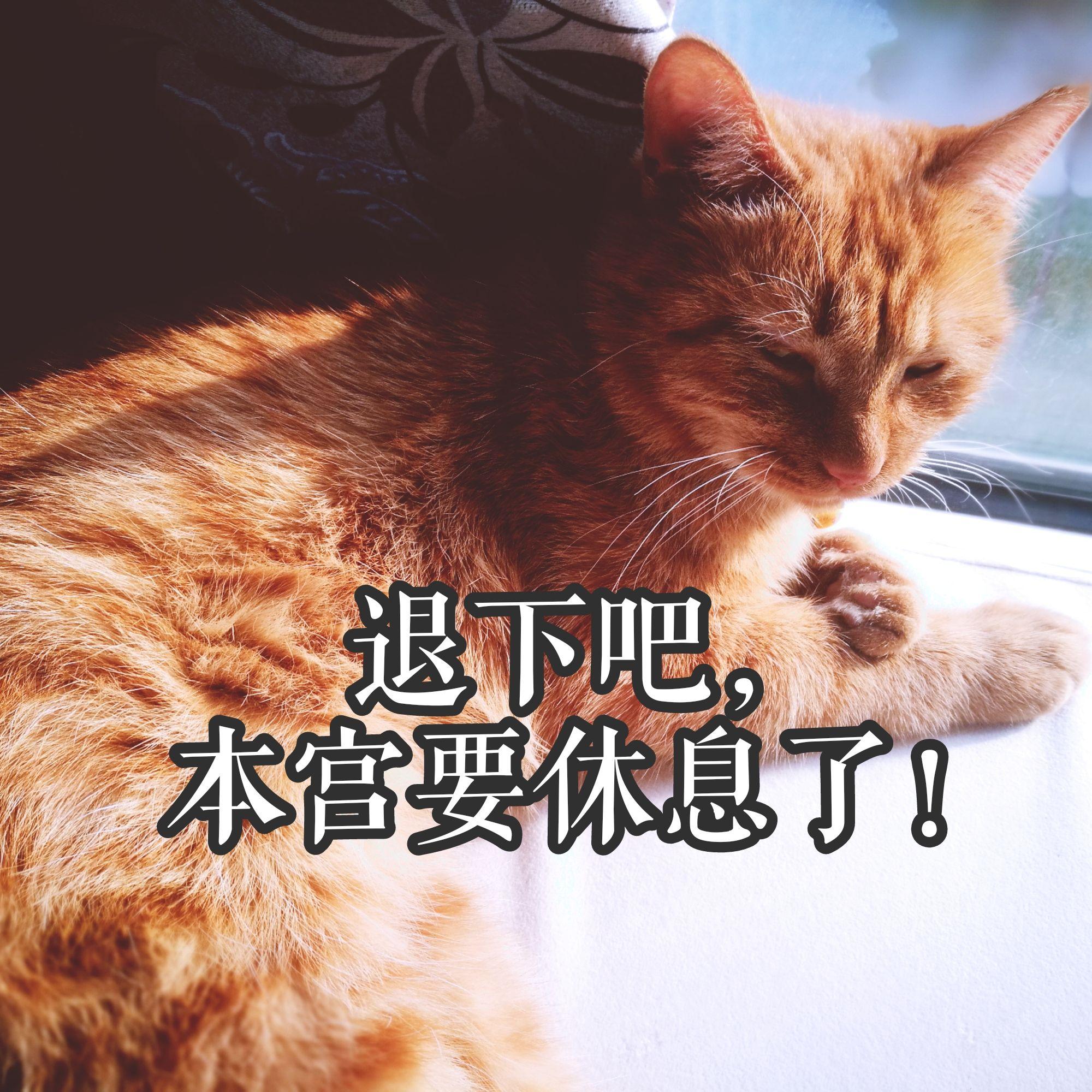 怎样才能捉到一只野生橘猫? - 知乎