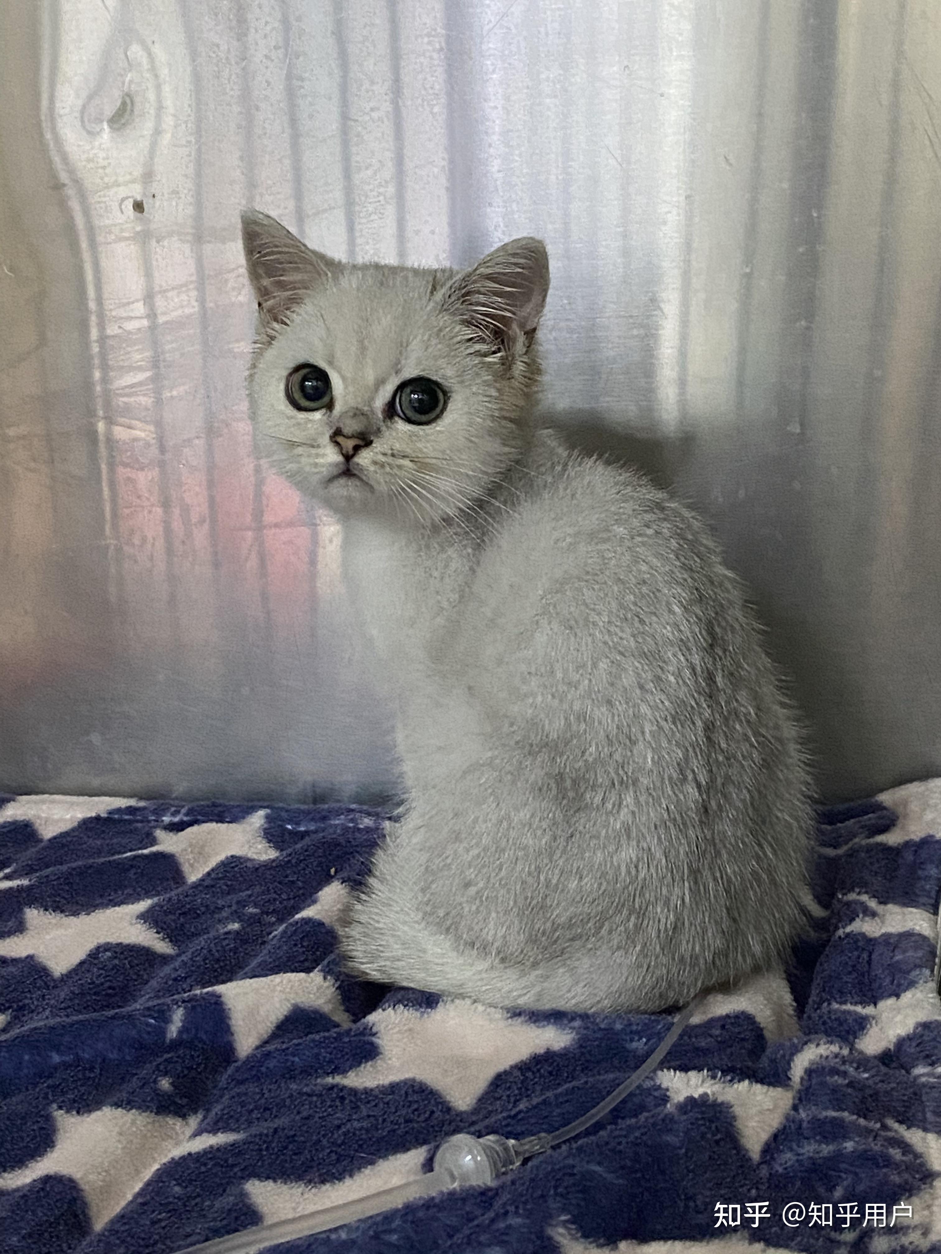 银渐层聪明吗品相如何