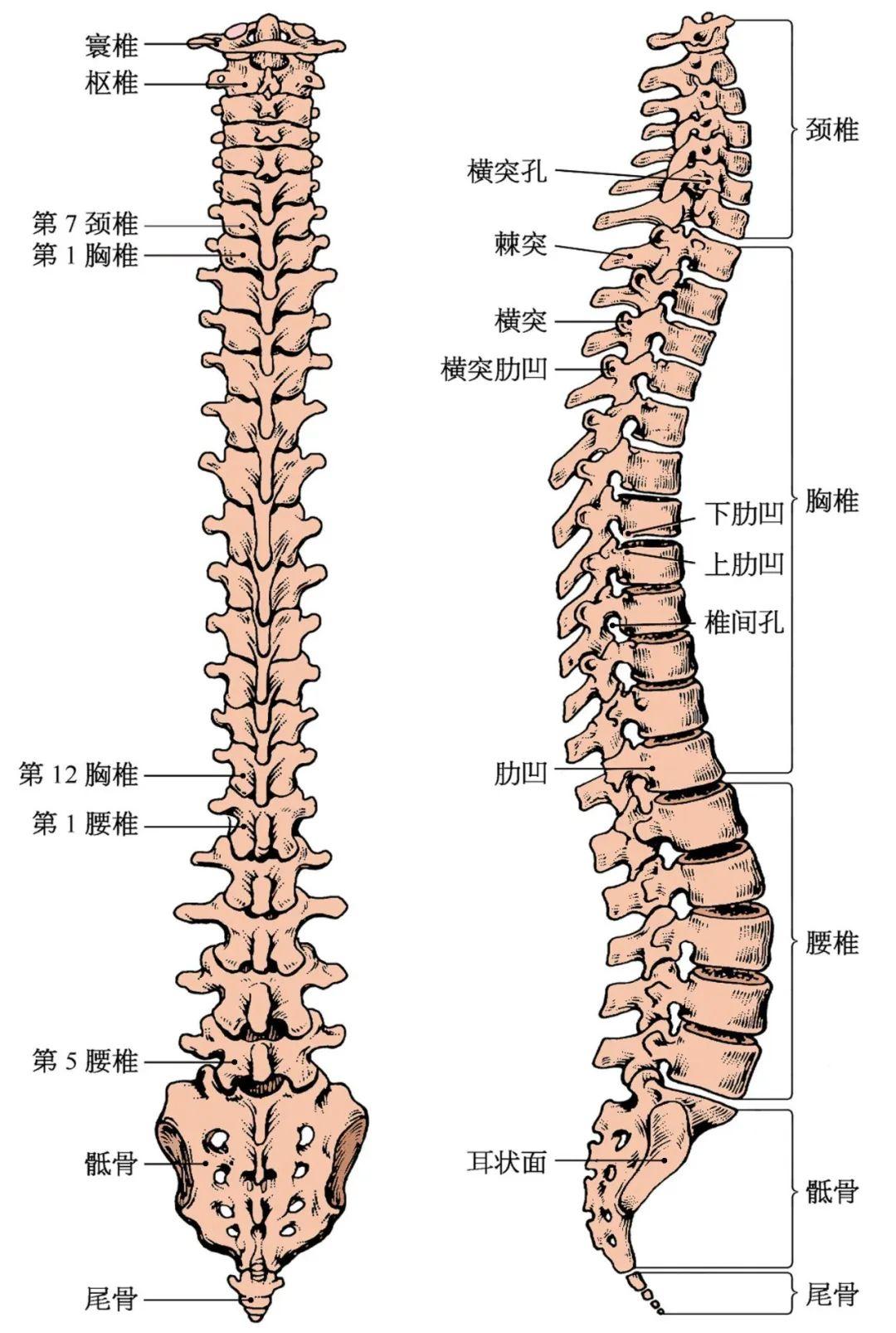 请问在腰椎间盘突出的ct和mri片子上,怎样看出来椎间盘突出情况及压迫