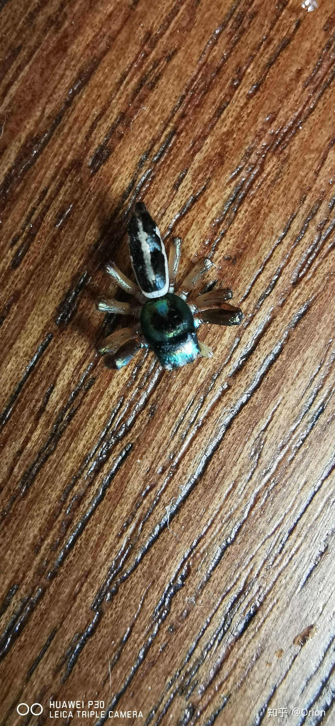 海南的虫子是不是很恐怖? - 知乎