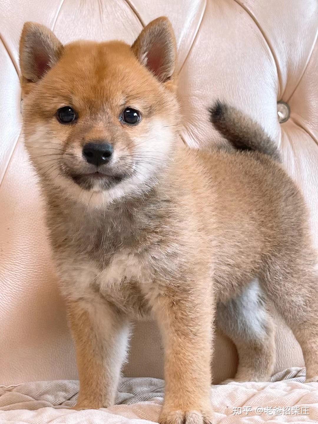 如何购买柴犬，柴犬价格是多少钱？如何买到纯种健康的柴犬。 - 知乎