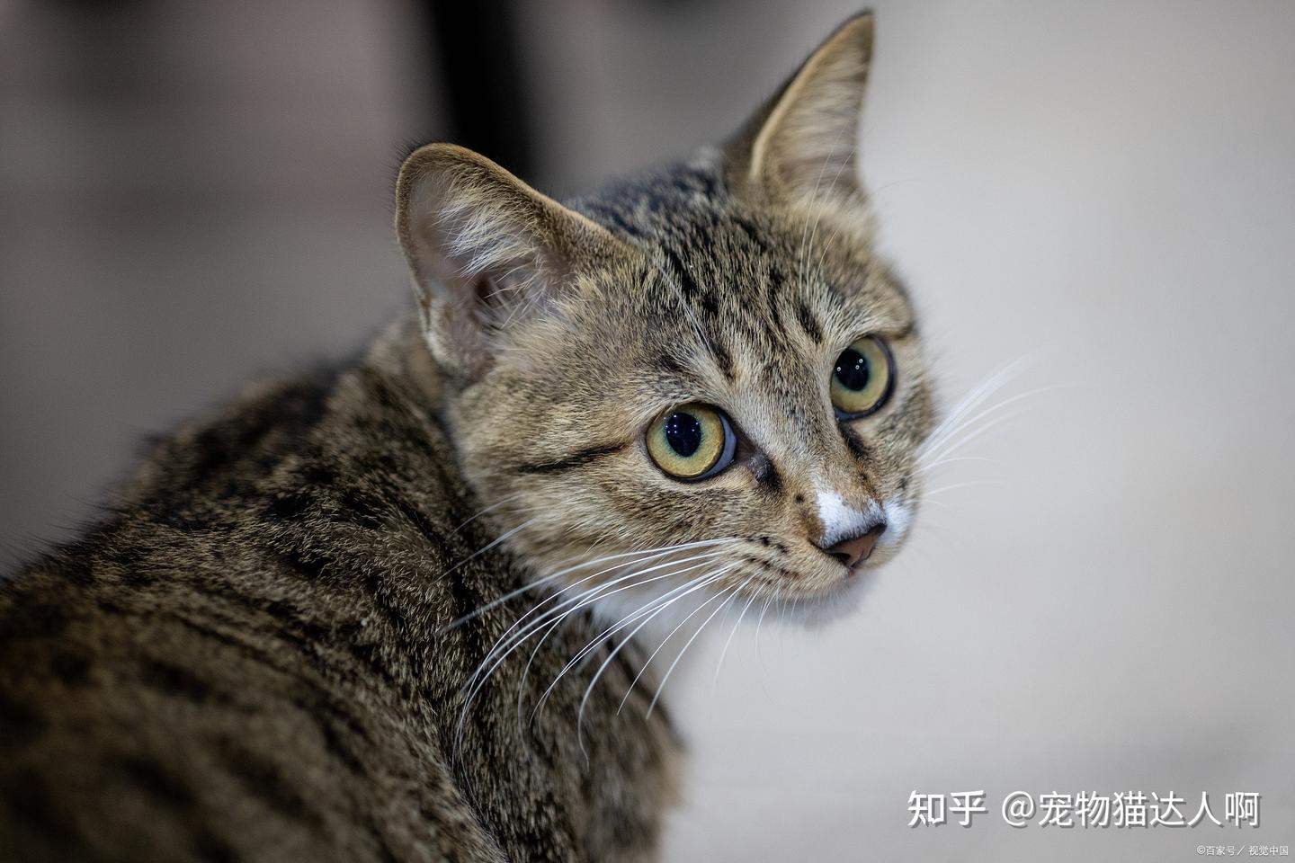 看图识猫：教你区分“美短”和“狸花猫”的不同之处！ - 知乎