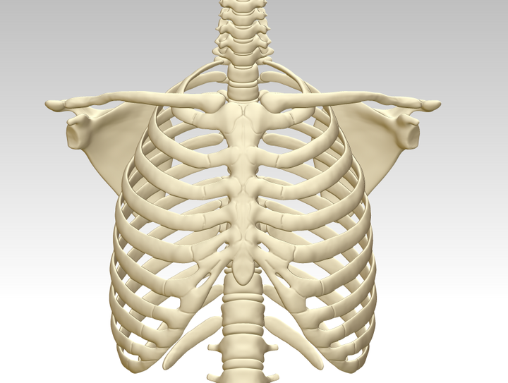 人胸骨结构模型图3D打印下载,人体胸腔骨架模型,人体胸腔骨头3D模型 - 知乎