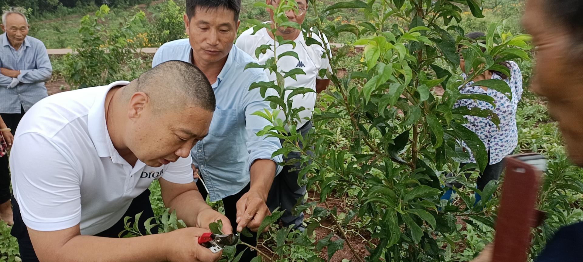 李子树苗种多少年结果