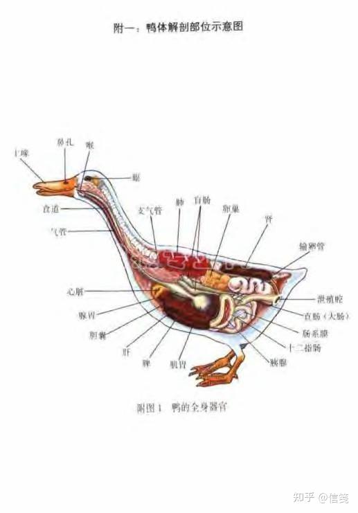 鸭子解剖图详细图图片