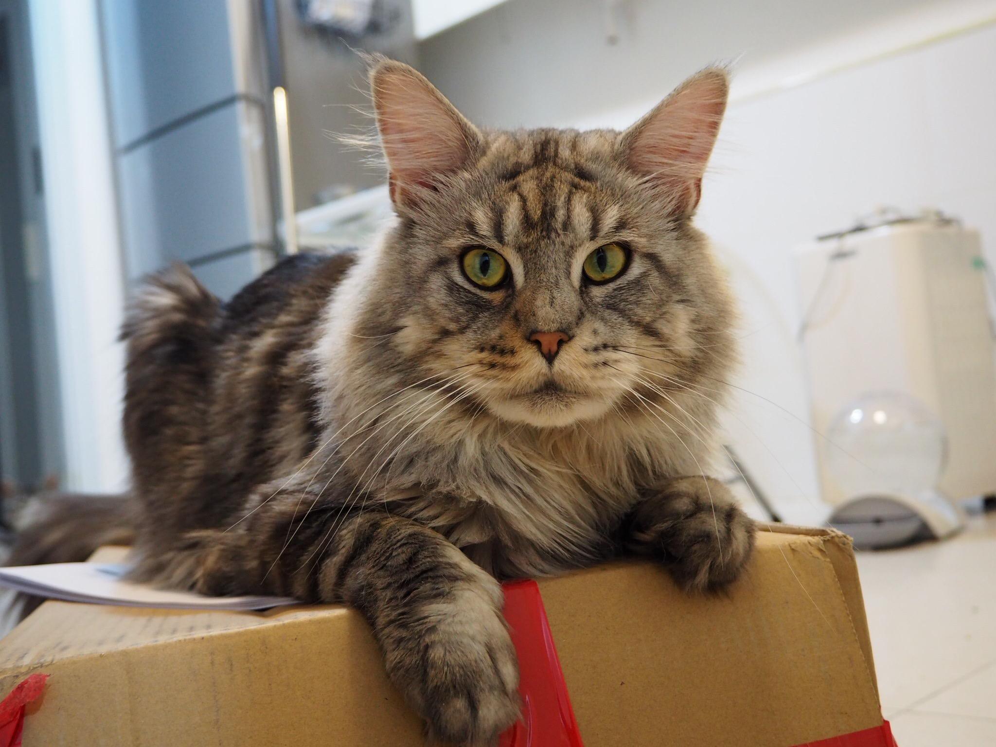 最好看的银虎斑缅因猫长什么样子? - 知乎