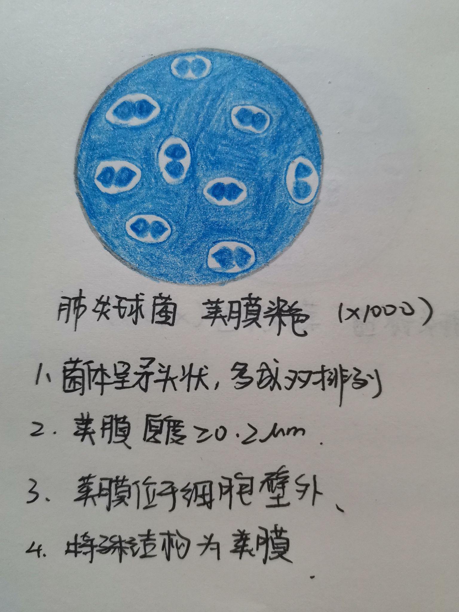 有葡萄球菌,结核杆菌,大肠杆菌,蜡样芽孢杆菌,炭疽杆菌的红蓝铅笔手绘