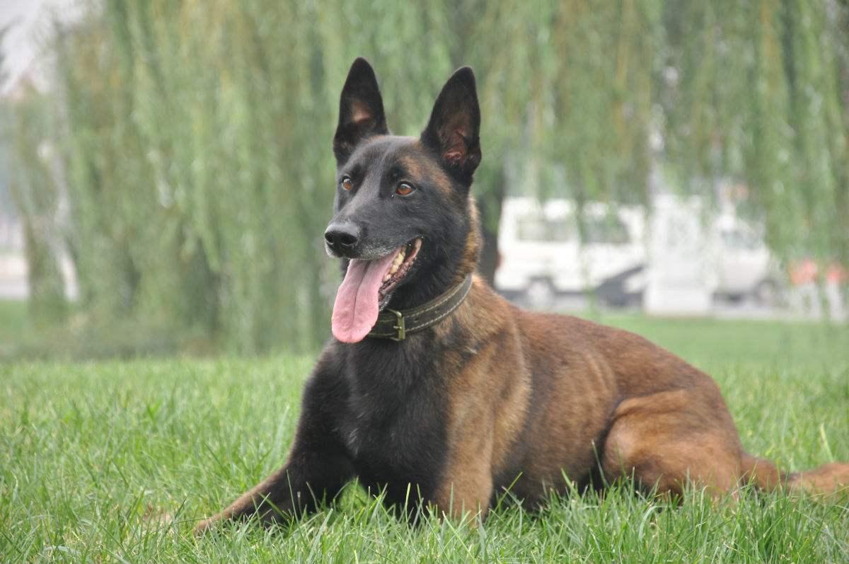 关于德牧的弓背平背品系血统