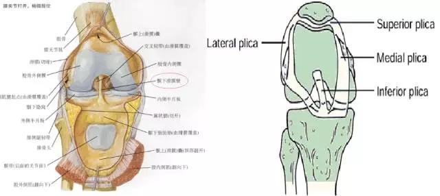 髌下脂肪垫损伤后,如何进行恢复性训练?