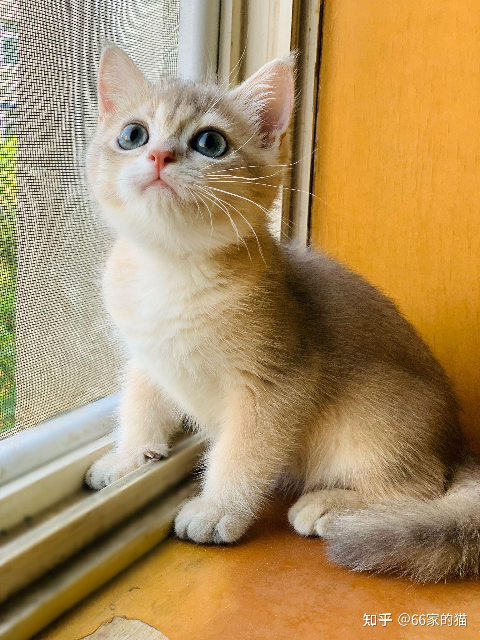 这个蓝金渐层品相如何