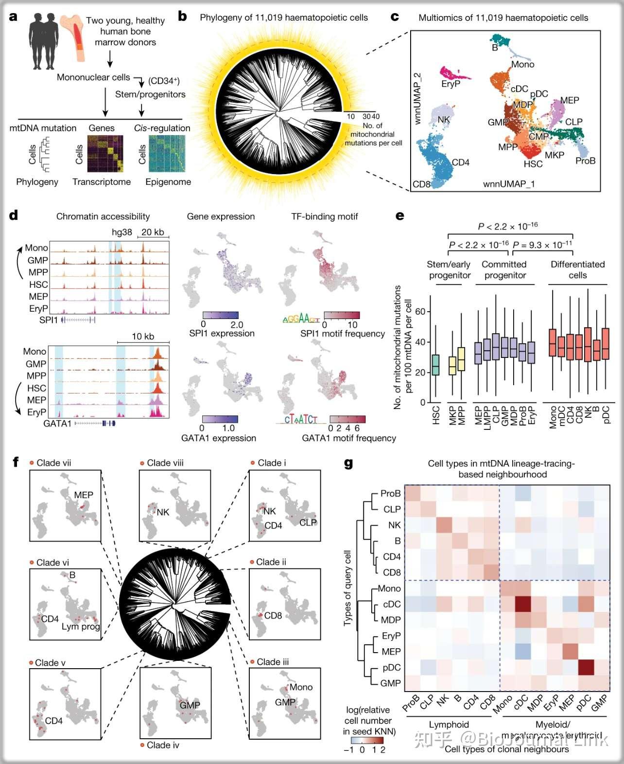 State Profiling 顶刊精读 | Nature | 解析人类造血的细胞状态和谱系 - 知乎