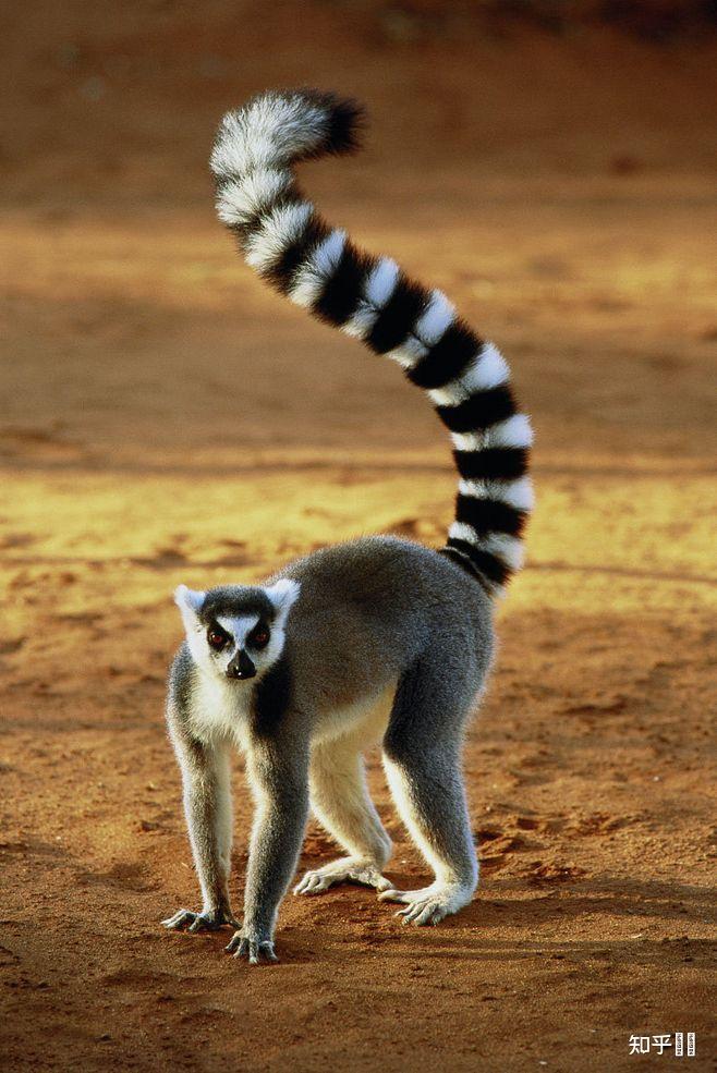 黑白色的动物都有哪些?