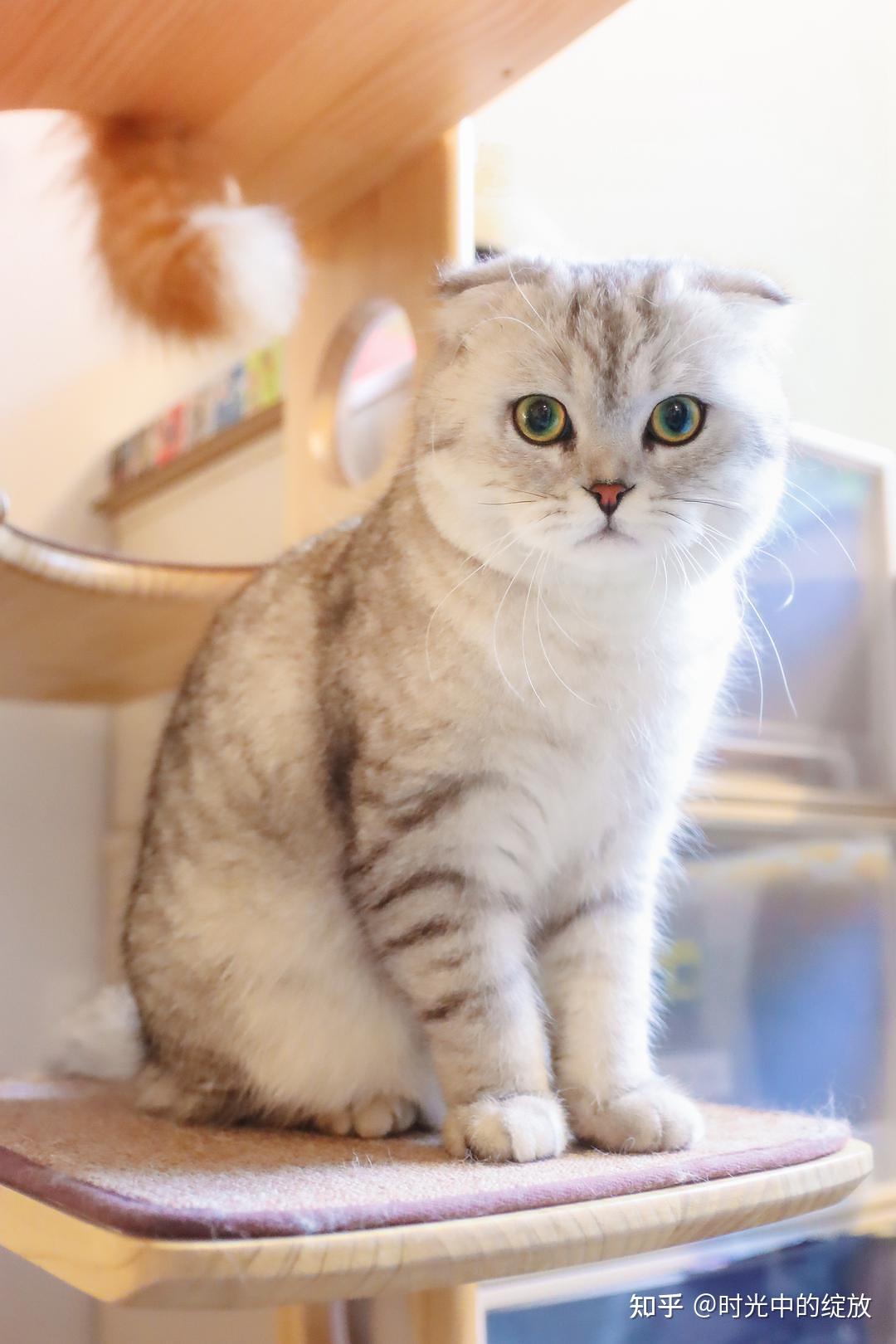 土猫(田园猫)真的没品种猫好看吗? - 知乎