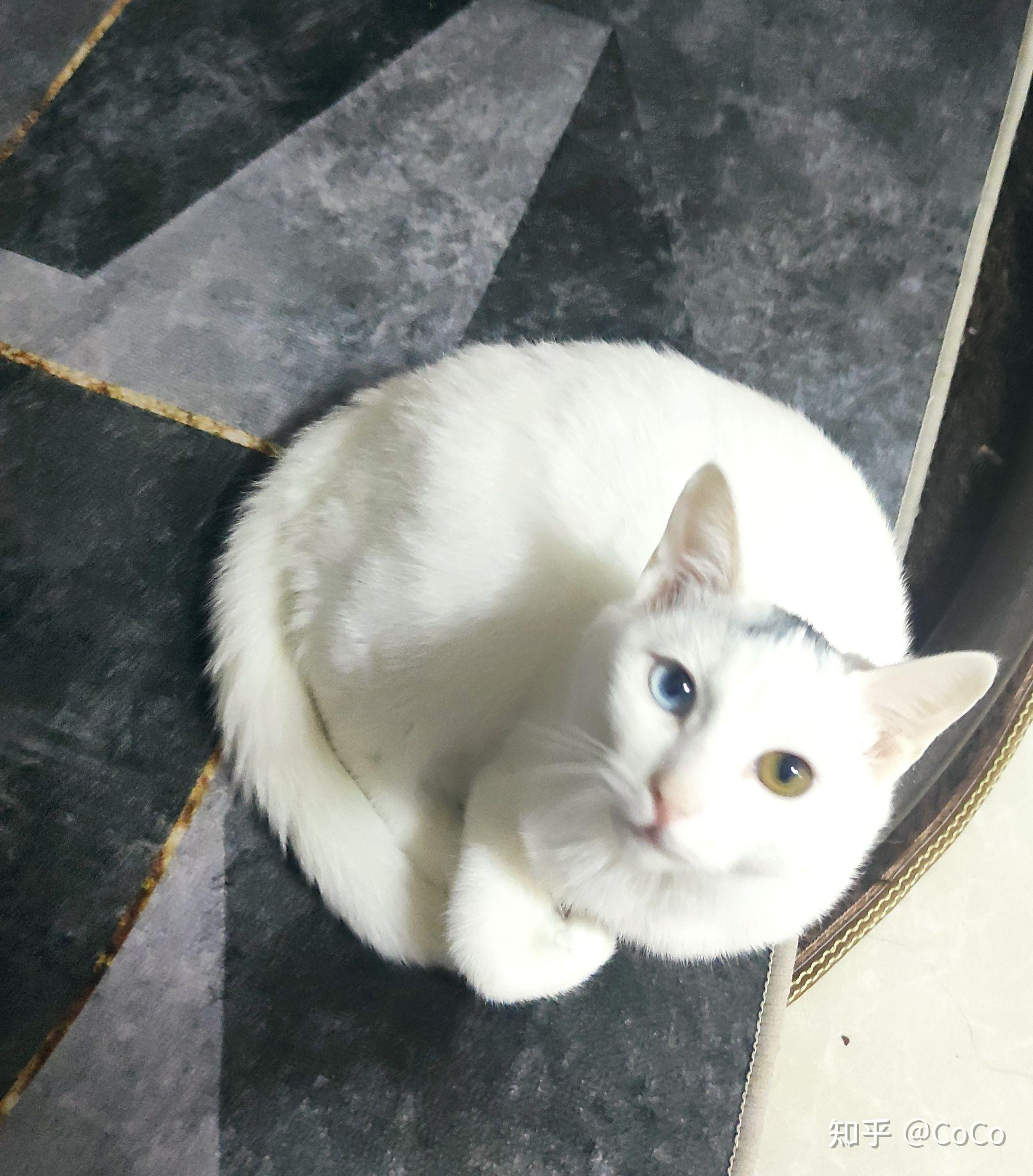 纯白鸳鸯眼田园猫一般多少钱一只